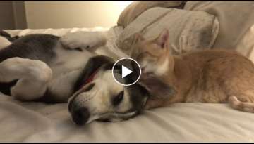 Cat Who Raised Dog From a Puppy Licks Him Every Night Before Going to Bed